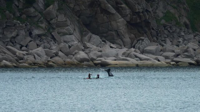 People on sup paddle boats searching for bowhead whale swimming in blue ocean water. Whale watching of migrate Baleen whales in Shantar islands. Wildlife marine mammals. Mountain forest at background