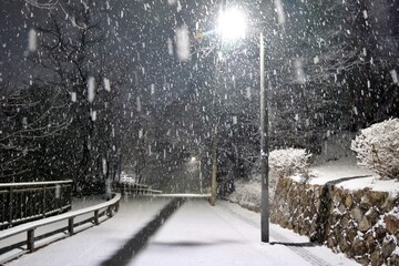 겨울, 눈, 길거리, 나무, cold, 나무, 나무, 경관, 공원, 백, 네이처, 서리, sky,...