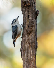 White-Breasted Nuthatch
