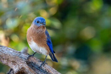 blue bird on a branch