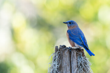 Eastern Bluebird Perched