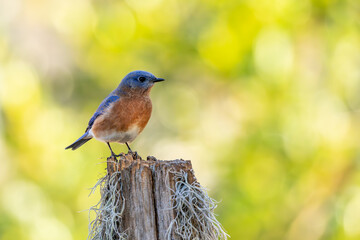 Eastern Bluebird Perched