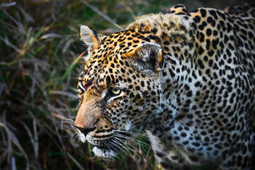 prowling leopard