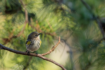 Yellow-rumped warbler perched