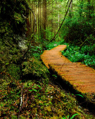 path in the rainforest