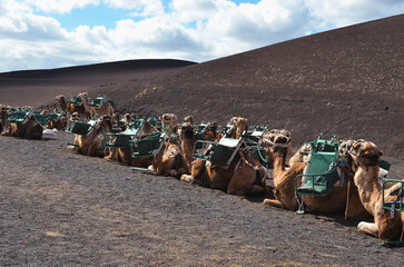 Camels in the Timanfaya National Park, Lanzarote, Canary Islands, Spain