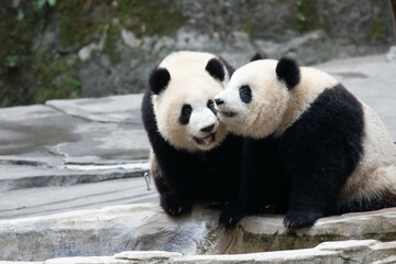 Two Little Pandas in Chongqing, China
