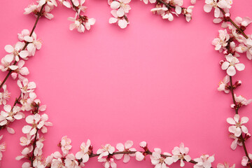 Beautiful branches of pink Cherry blossoms on pink background. Spring season, Nature floral background.
