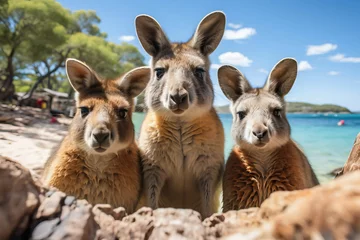 Fotobehang National kangaroo family in Australian beach. Australia's day © Sheila