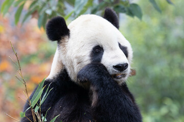 A portrait of Panda returned from USA, Tai Shan