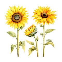 Obraz premium watercolor painting of sunflower four collection