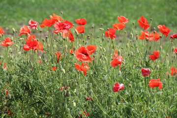 Flowering wild poppy (Papaver rhoeas)
