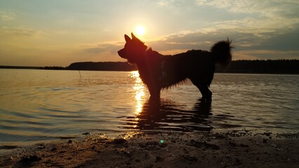 big dog in the river at sunset