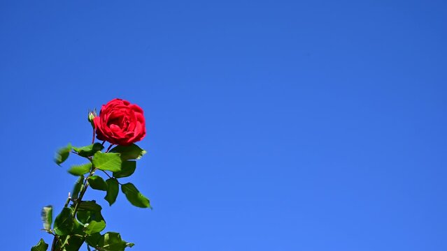 風に揺れる薔薇園のバラ（ウルメール・ムンスター）