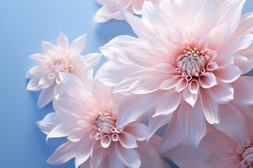  a group of pink flowers sitting next to each other on a blue and white background with a light pink center in the middle of the center of the flower petals.