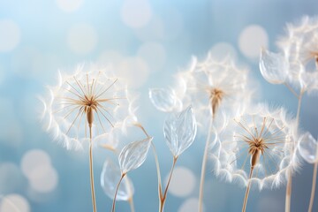  a close up of a bunch of dandelions on a blue and white background with a blurry boke of the dandelions in the foreground.