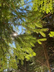 green forest in the morning