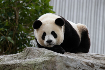 Funny pose of giant panda, China