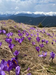 crocuses in the mountains