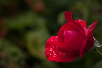 Droplets of dew on the petals of roses. Close-up. DOF