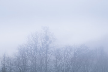 Obraz na płótnie Canvas Zimowe gałęzie drzew w mglistym świetle poranka