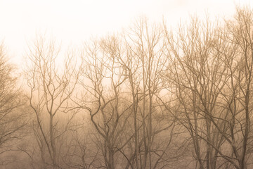 Zimowe gałęzie drzew w mglistym świetle poranka