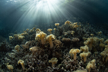 Sunlight filters down on a beautiful garden of Sarcophyton corals in Raja Ampat, Indonesia. This tropical region supports the greatest marine biodiversity on the planet.