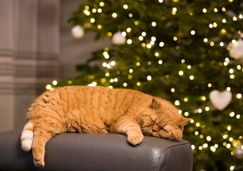 Rudy kot śpiący na tle drzewka bożonarodzeniowego