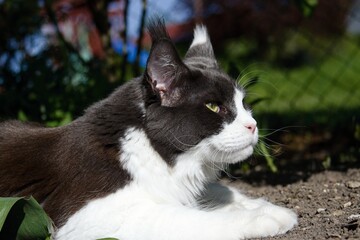 maine coon cat in the garden in summer