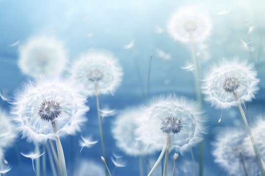  a close up of a bunch of dandelions with a blue sky in the background and a blurry image of the dandelions in the foreground.