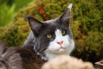 Naklejka na ściany i meble maine coon cat in the garden in summer