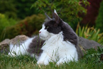 maine coon cat in the garden in summer