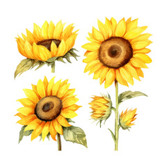 watercolor painting of sunflower four collection