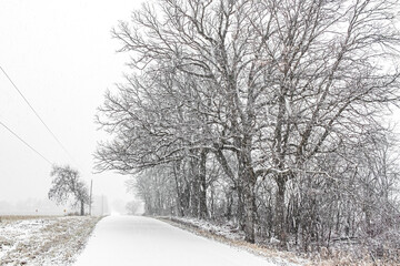 The view down a narrow country road with trees while it is snowing.