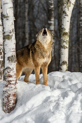 Coyote (Canis latrans) Nose Up Howling Out Winter