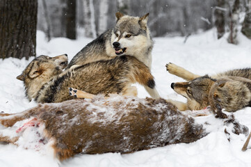 Grey Wolf (Canis lupus) Growls at Yearlings at Deer Carcass Winter