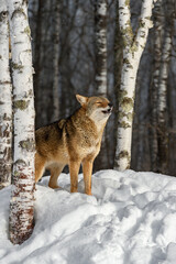 Coyote (Canis latrans) Howling Eyes Partially Closed Winter