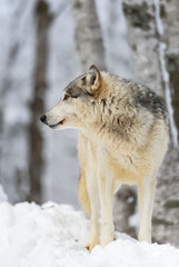Grey Wolf (Canis lupus) Looks Left Birch Trees in Background Winter