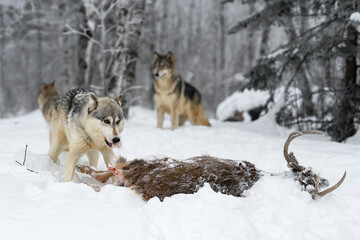 Grey Wolf (Canis lupus) With Tuft of Fur in Mouth at Deer Carcass Winter