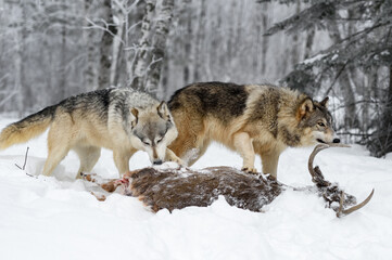Grey Wolves (Canis lupus) Sniff at Rear and Antlers of White-Tail Deer Winter