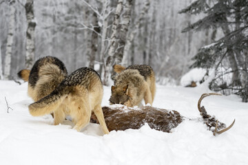 Grey Wolf (Canis lupus) Eye Over White-Tail Deer Carcass Winter