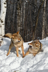 Coyotes (Canis latrans) Posture at Each Other in Birch Woods Winter