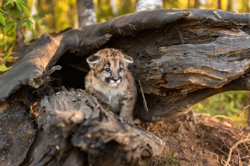 Cougar Kitten (Puma concolor) Ears Down Stands Inside Log Autumn