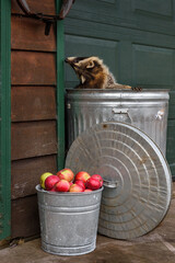 Raccoon (Procyon lotor) Tilts Head Back to Sniff Building