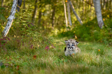 Cougar Kitten (Puma concolor) Walks Alone Down Forest Trail Autumn