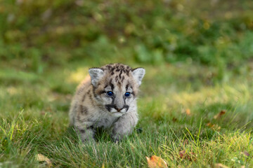 Cougar Kitten (Puma concolor) Walking Close Up Autumn