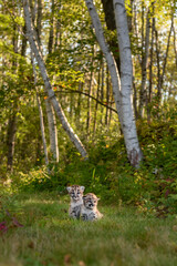 Cougar Kittens (Puma concolor) Sit Together on Forest Trail Autumn