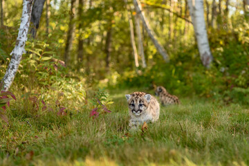 Cougar Kitten (Puma concolor) Walks Away From Sibling on Forest Path Autumn