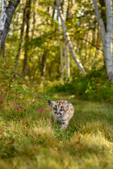 Cougar Kitten (Puma concolor) Flicks Tail As It Walks On Forest Trail Autumn