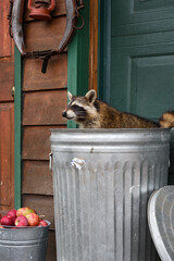 Raccoon (Procyon lotor) Sits in Garbage Can Tail Draped Over Side
